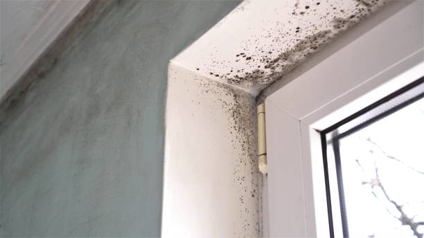 Best Real Estate Mold Inspection  in Mbria, CA