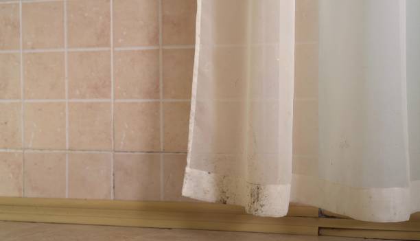 Best Basement Mold Removal  in Mbria, CA