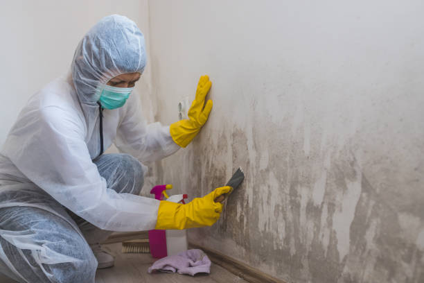 Professional Mold Removal in Cambria, CA