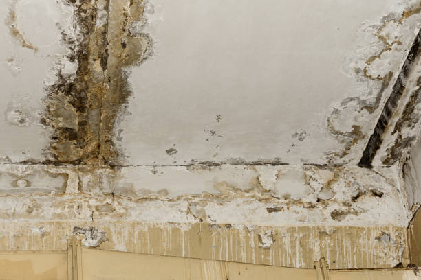 Best Airborne Mold Testing  in Mbria, CA