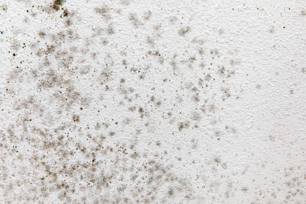 Best Commercial Mold Inspection  in Mbria, CA