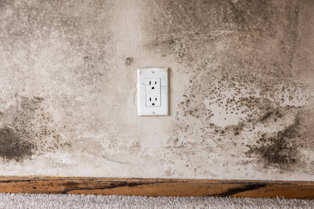 Best Asbestos and Lead Testing During Mold Inspection  in Mbria, CA