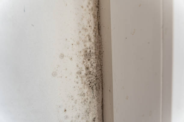 Best Forensic Mold Investigation  in Mbria, CA