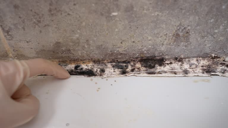 Best Mold Removal for HVAC Installations  in Mbria, CA