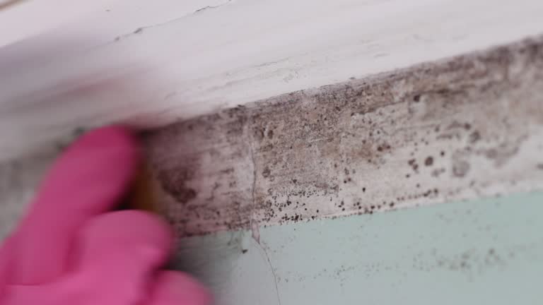 Best Black Mold Removal  in Mbria, CA